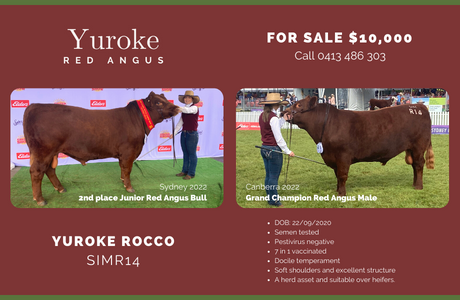Red Angus Society - small ad Rocco (460 × 300 px)